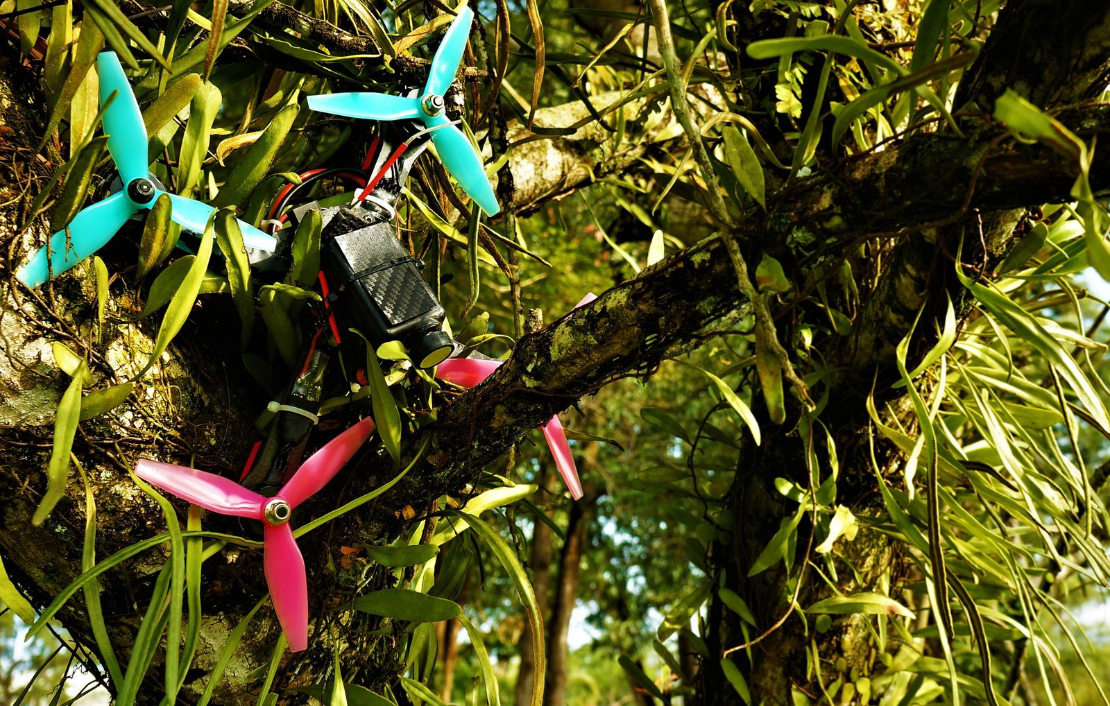 Drone Caught in Tree