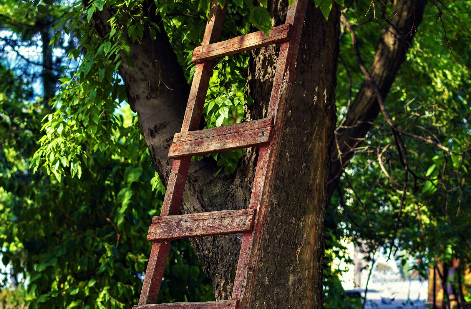 Ladder Leaning Against Tree